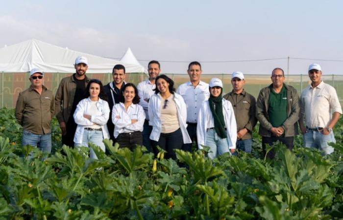 ¡En Agadir, Syngenta lanza 5 nuevas variedades de calabacín más resistentes! – AgriMaroc.ma