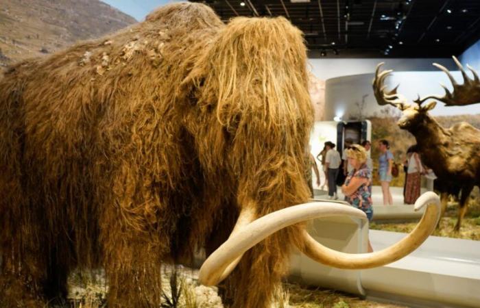 Rusia exhibe un pequeño mamut de 50.000 años casi intacto