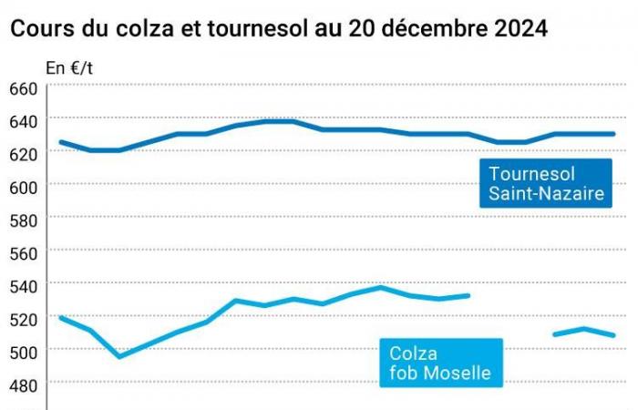 COTidienne | Semillas oleaginosas – Caída de los precios de la colza, en respuesta al fortalecimiento del euro frente al dólar