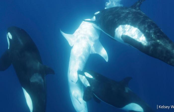 Estas raras escenas de depredación revelan la inteligencia de las orcas ????