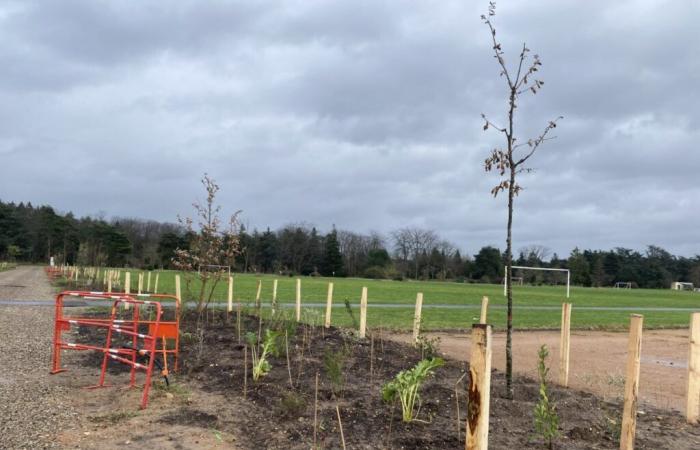 un proyecto prevé plantar nuevos árboles en Parilly Park