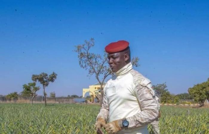 En Burkina, el ejército prueba suerte con el cultivo de piña | APAnoticias