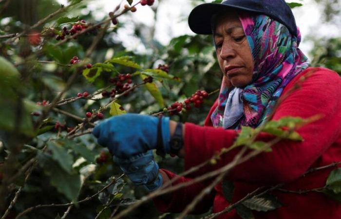 Después del cacao, el precio del café se dispara y atrae a los delincuentes