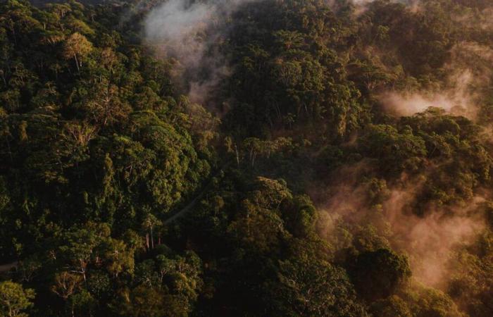 En “Amazonia”, Marcio Souza rompe los clichés sobre la selva tropical