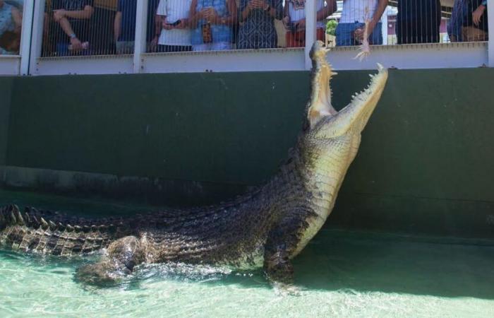 Muere en Darwin el cocodrilo de agua salada que protagonizó ‘Crocodile Dundee’