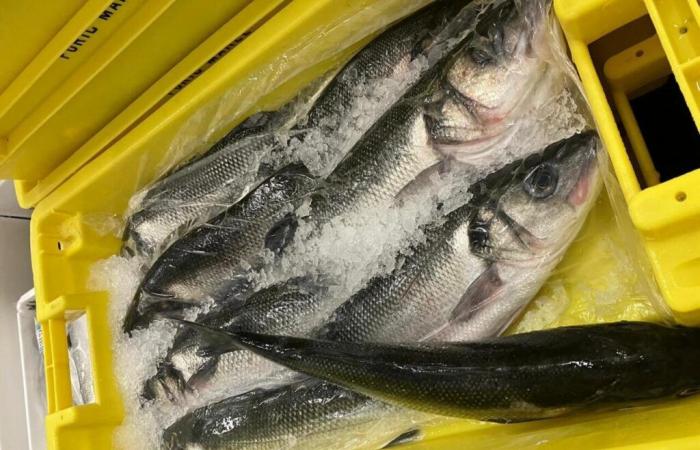 Los estudiantes de secundaria ahora comerán pescado desembarcado en los mercados de pescado locales.