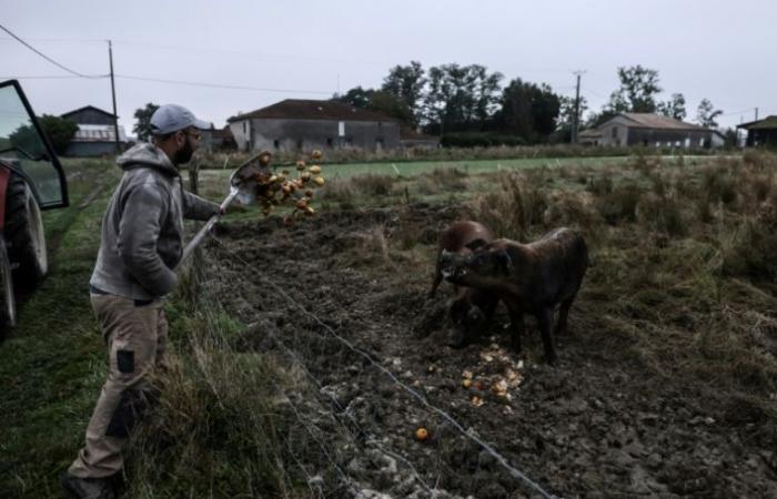 Diario de un agricultor: “la gente siempre decide su presupuesto en alimentos” – 23/12/2024 a las 16:56