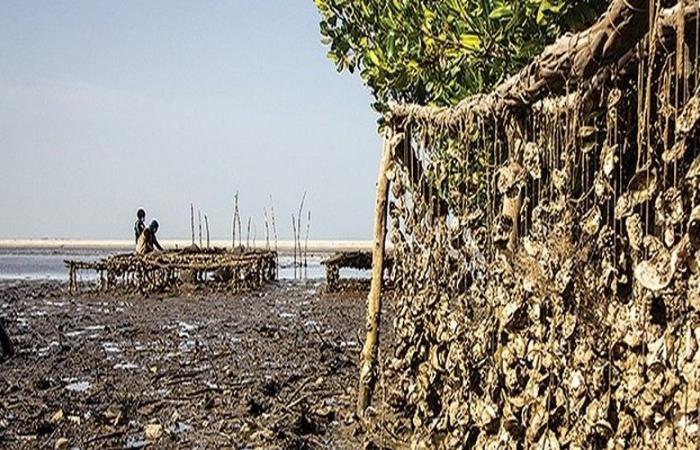 El potencial del cultivo de ostras en Sédhiou y Ziguinchor: una revolución para las mujeres gracias a la modernización de la industria del marisco en Senegal – VivAfrik