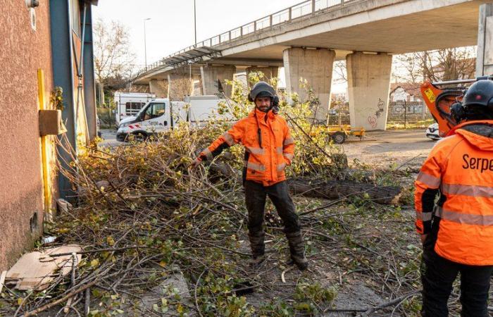 Tormenta Enol – Cae un árbol en serie en Perpiñán: un hombre muere y una mujer resulta levemente herida