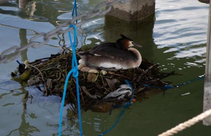 Lago Lemán: plataformas flotantes para pájaros y sus nidos