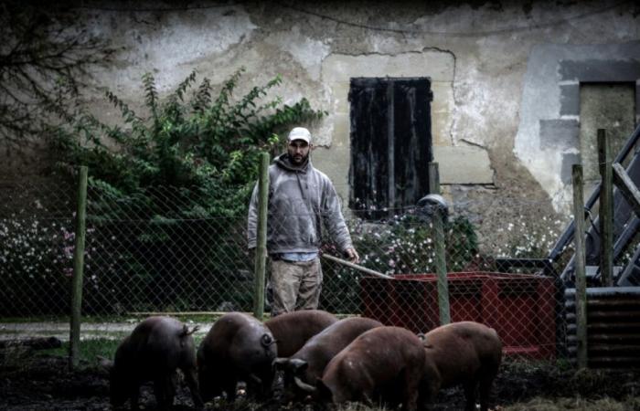 Diario de un agricultor: “la gente siempre decide su presupuesto en alimentos” – 23/12/2024 a las 16:56