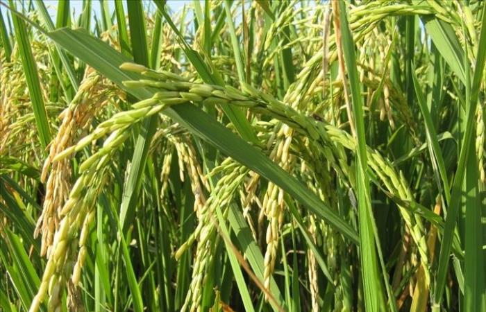 SAED PLANEA EXPLOTAR 4.000 HECTÁREAS DE ARROZ