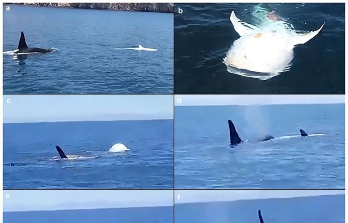 Estas raras escenas de depredación revelan la inteligencia de las orcas ????