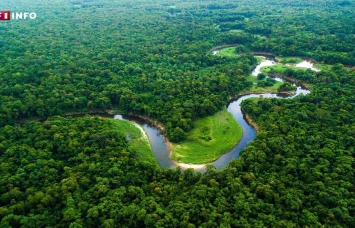 Brasil: reveladas imágenes nunca antes vistas de una comunidad indígena aislada en el Amazonas