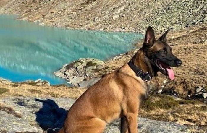 Perro policía salva la vida del conductor del accidente