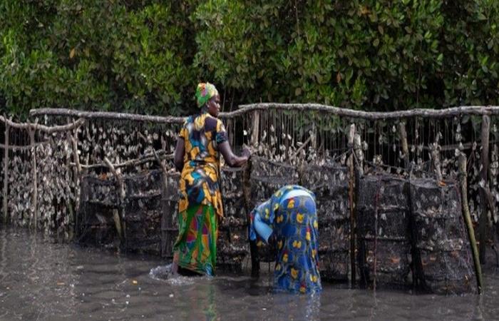 Senegal: El proyecto FAO-ANA revoluciona el cultivo local de ostras en Thiobon con la mejora de los estándares sanitarios – VivAfrik