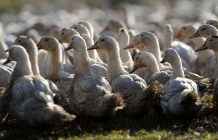 Gripe aviar: mayores costes, diferencias territoriales… ¿por qué algunos criadores se quejan de la vacunación?