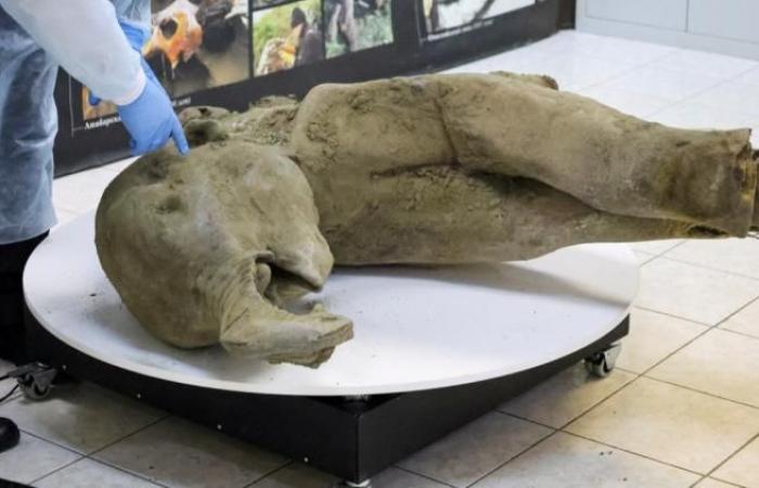 Se exhibe un pequeño mamut de 50.000 años de antigüedad, casi intacto.