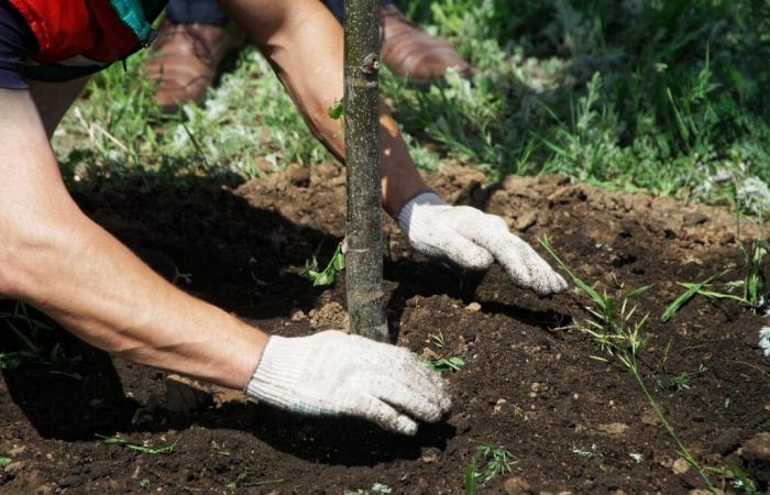 Plantatlón: 200 participantes plantarán un seto gigante cerca de Carcasona