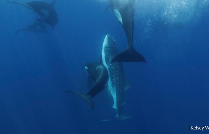 Estas raras escenas de depredación revelan la inteligencia de las orcas ????