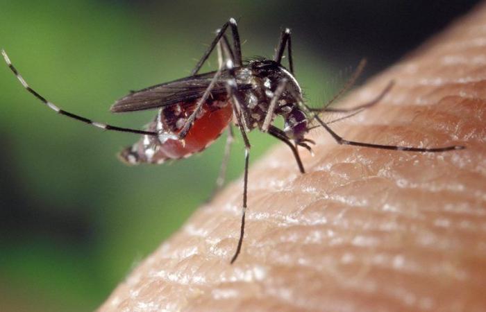 Un año después de su regreso, el dengue sigue picando