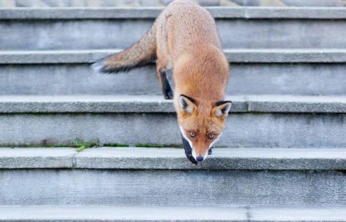 En Montier-en-Der, éxito y resurgimiento de la fotografía de naturaleza – Libération