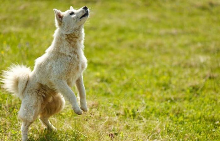 la ciudad de Cannes inaugura su primer parque para perros