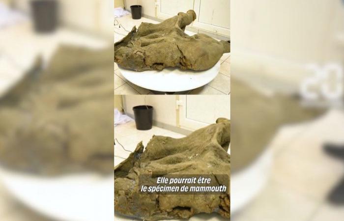 Una cría de mamut de 50.000 años, casi intacta, fue encontrada y exhibida en Rusia