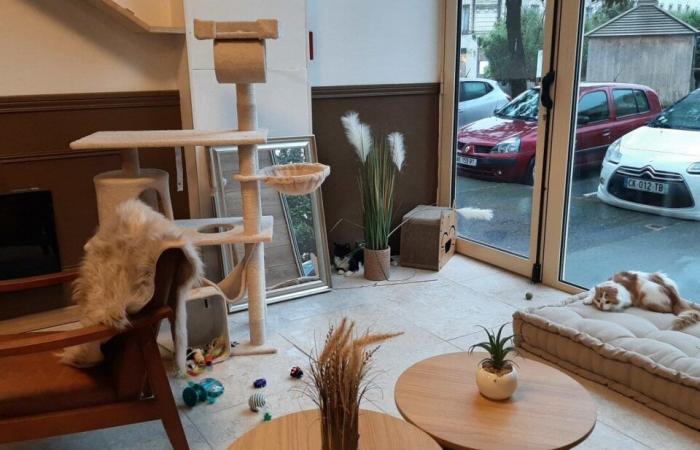 En imágenes. Alexandre, 25 años, abre el primer bar para gatos en Vendée