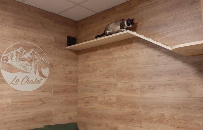 En imágenes. Alexandre, 25 años, abre el primer bar para gatos en Vendée