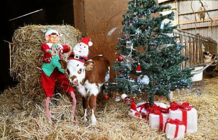 Niebla, abetos y centros de reciclaje: ¡Feliz Navidad Brest!