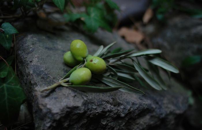 Aceite de oliva, ¿hasta dónde llegará Turquía?