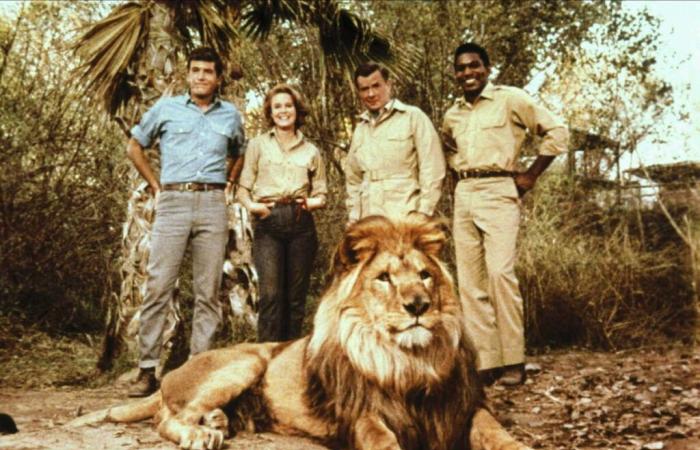 ¿Qué pasó con los actores de “Daktari”, a 55 años del final de la serie?