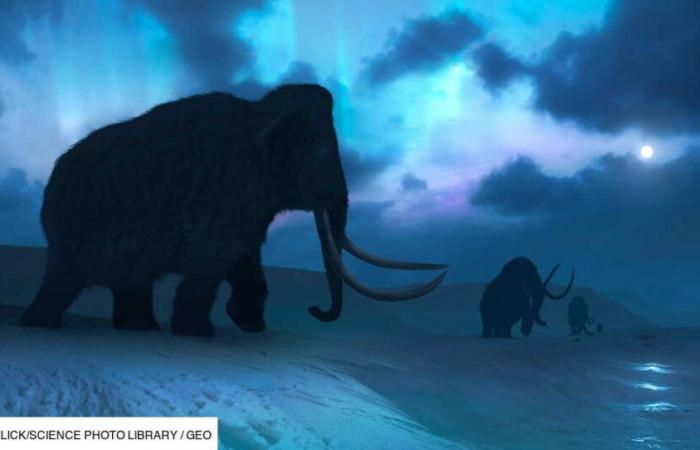 Poco antes de Navidad, científicos rusos descubren un pequeño mamut de 50.000 años