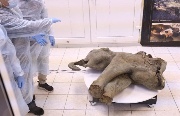 Descubren en Rusia un pequeño mamut de 50.000 años de antigüedad, casi intacto