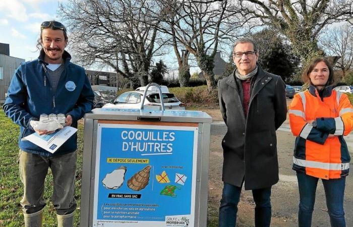 “Si la experiencia es positiva, podemos desarrollarla durante la Semana del Golfo”: la aglomeración de Vannes quiere promocionar las conchas de ostra