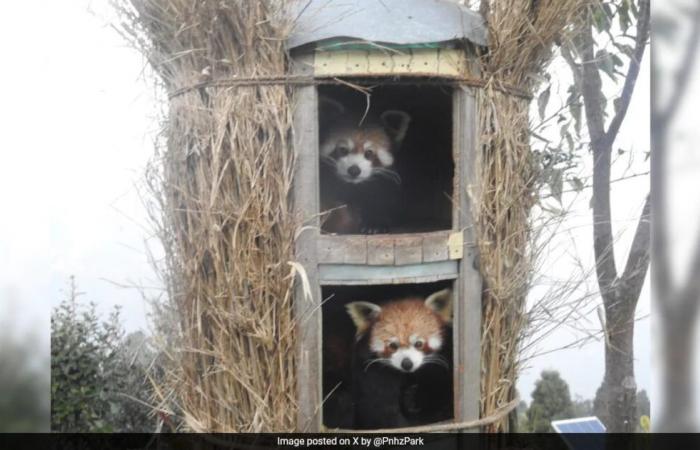 ‘Vishal y Koshi’: dos pandas rojos de Países Bajos llegan al zoológico de Darjeeling