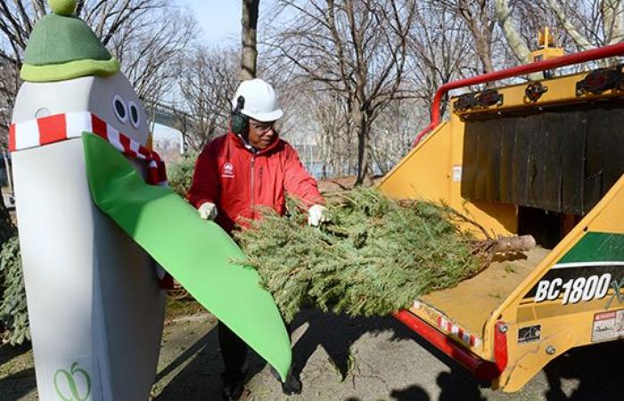 Convierta su árbol navideño en mantillo en Mulchfest 2025 en parques selectos de Queens – QNS