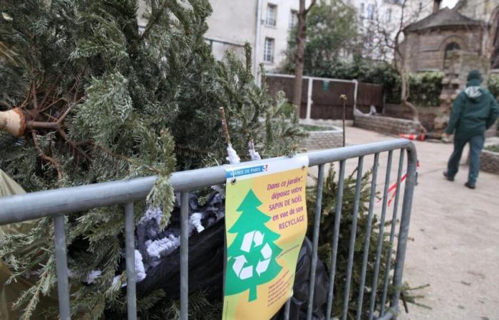 París: ¿dónde dejar tu árbol de Navidad después de las vacaciones? La lista de puntos de recogida.