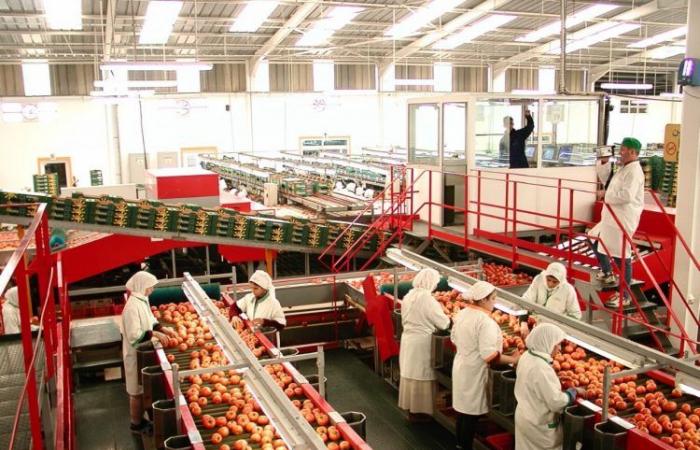 El tomate marroquí, muy popular en el mercado europeo