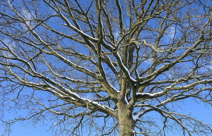 El tiempo para el fin de semana y hasta el 1 de enero: qué tiempo se espera en Occitania y Francia