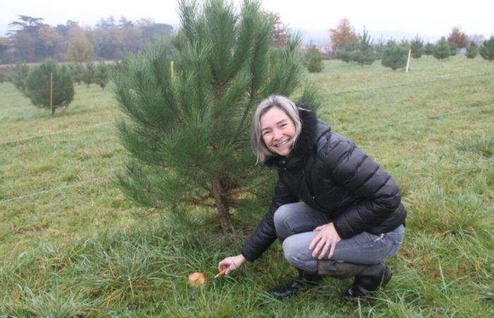 Alto Garona: sus setas crecen en las raíces de los pinos, en un huerto cuidado por ovejas