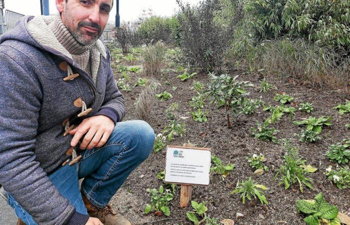 “Una vez aplastado, no vuelve a aparecer. Está muerto”: en Landerneau, los jardineros de la ciudad piden respeto por los parterres