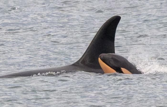 Se había negado a abandonar el cuerpo sin vida de su cría durante 17 días, la orca Tahlequah vuelve a ser madre