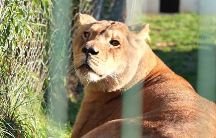 Leonas de circo recogidas por la asociación Tonga Terre d’Accueil