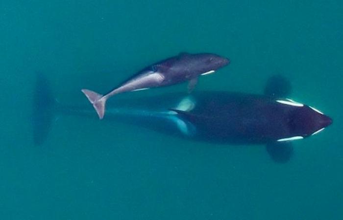 Se había negado a abandonar el cuerpo sin vida de su cría durante 17 días, la orca Tahlequah vuelve a ser madre