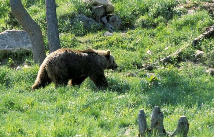 El oso, el rey caído que recupera el pelo de la bestia