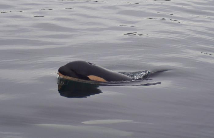 Se había negado a abandonar el cuerpo sin vida de su cría durante 17 días, la orca Tahlequah vuelve a ser madre