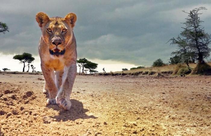 Serengeti, vida silvestre en modo inmersivo en Arte