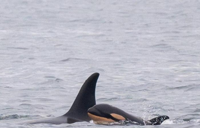 Una madre orca pierde otra cría, a la que se lleva consigo